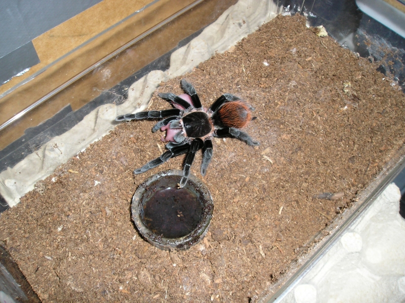 And some more Vagans