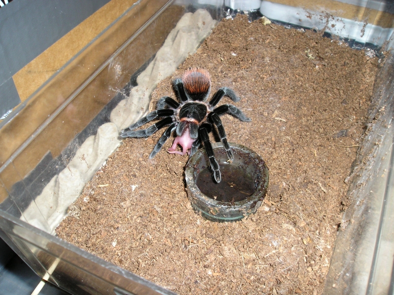 And some more Vagans