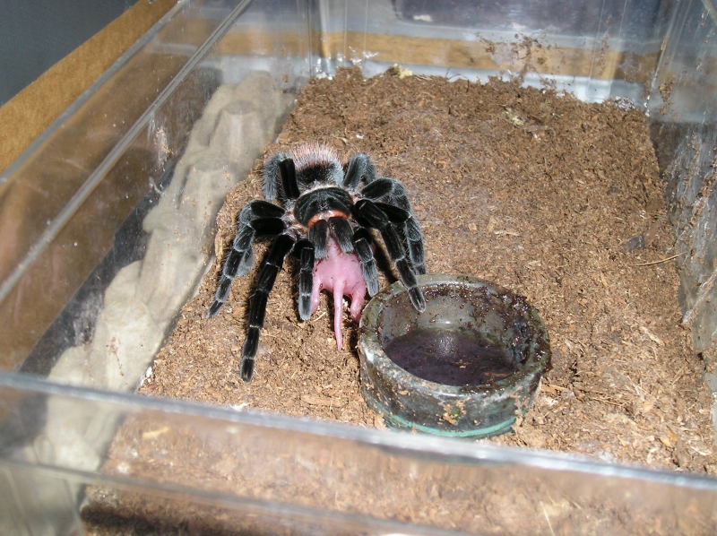 And some more Vagans