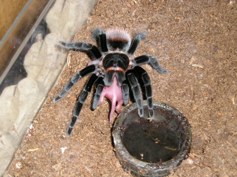 And some more Vagans