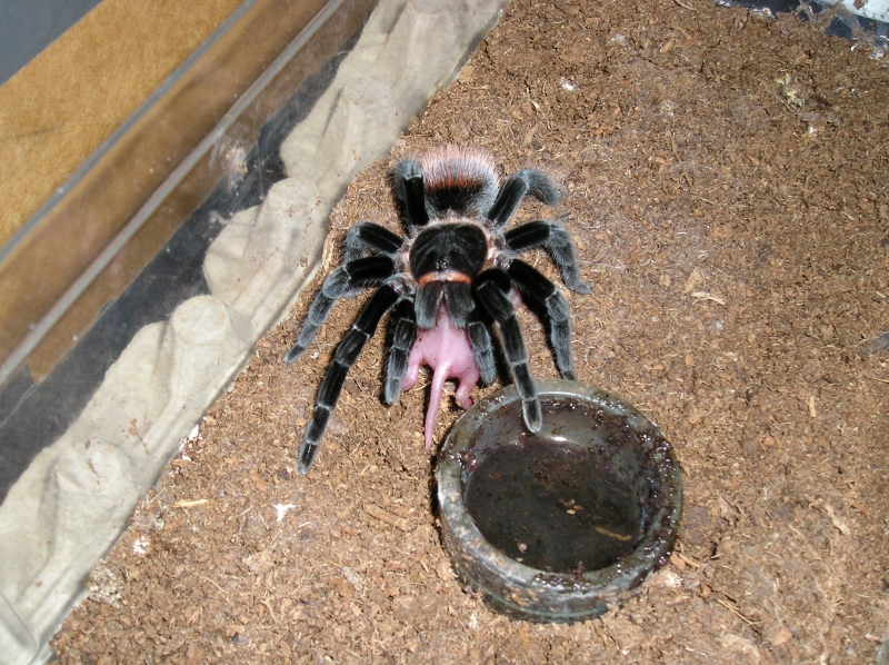 And some more Vagans