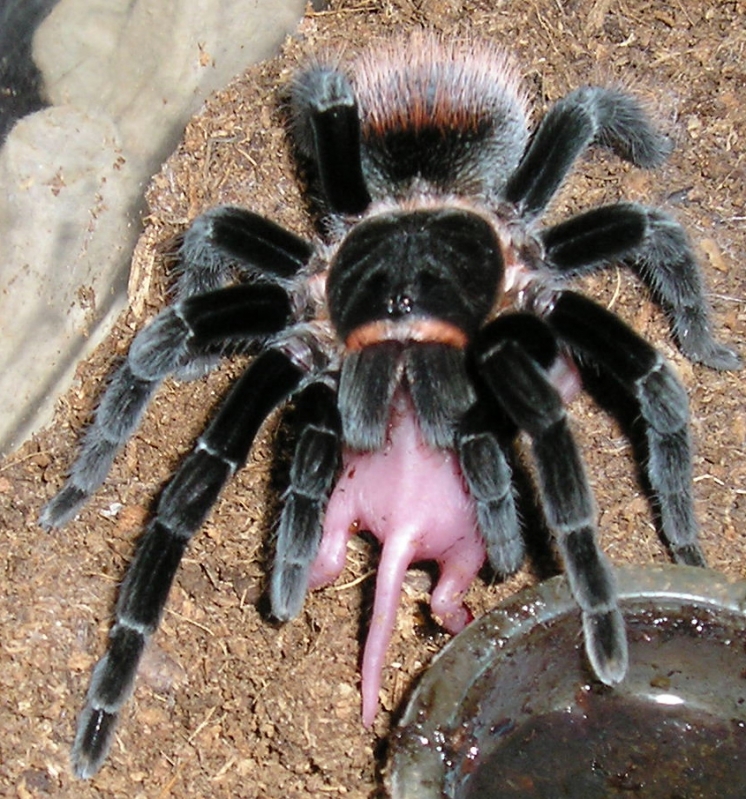 And some more Vagans