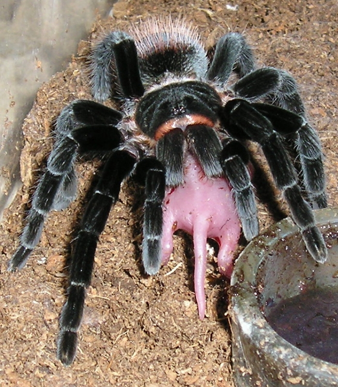 And some more Vagans
