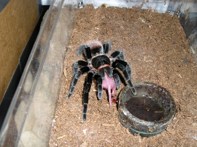 And some more Vagans