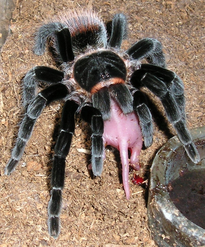 And some more Vagans