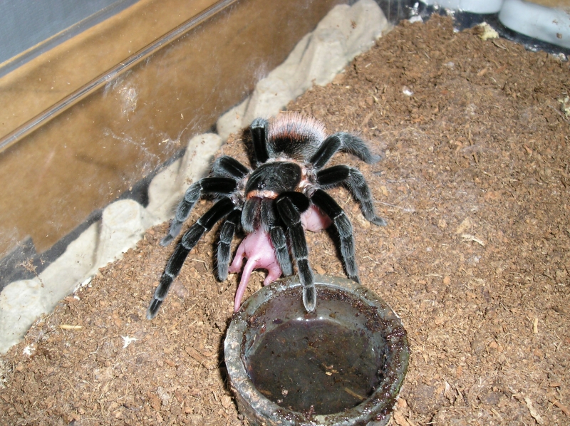 And some more Vagans