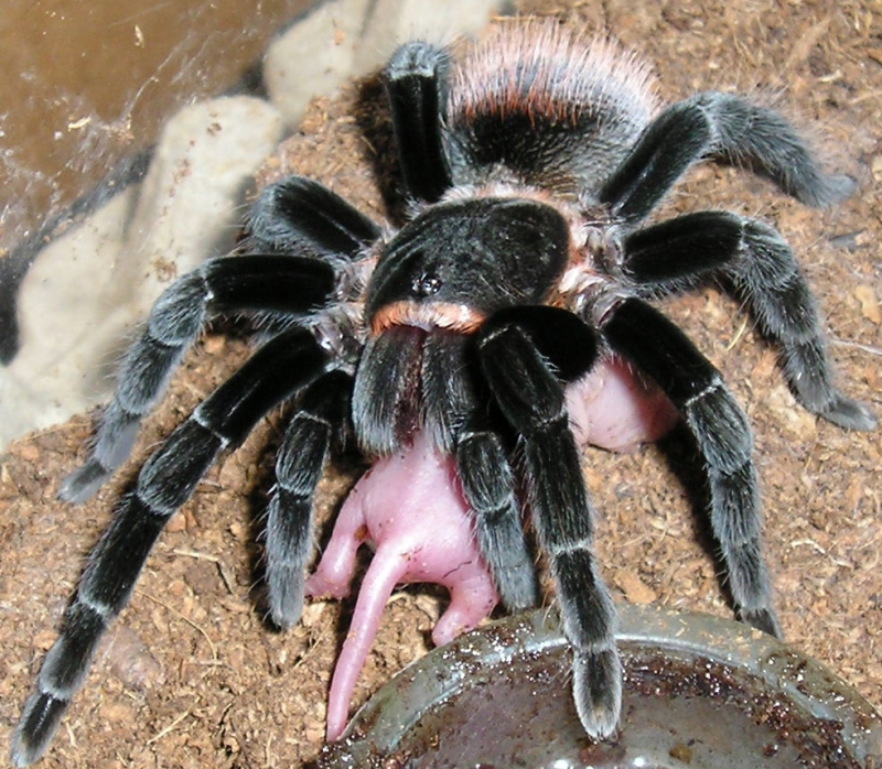 And some more Vagans
