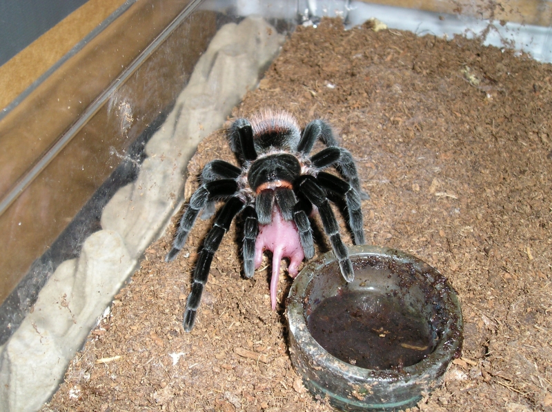 And some more Vagans