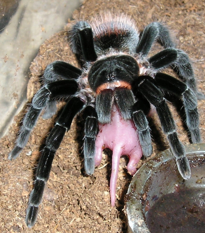 And some more Vagans