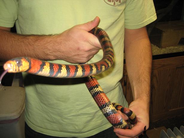 Andean Milk Snake