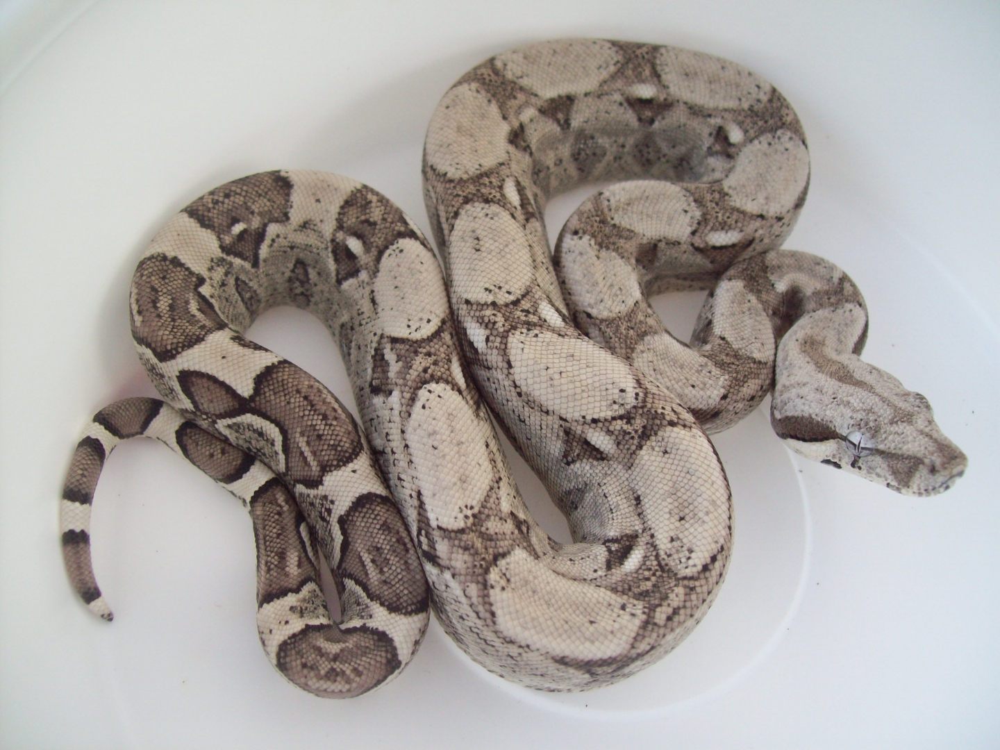Anery 66% Het Albino