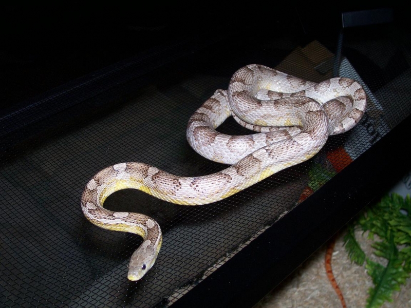 anery corn
