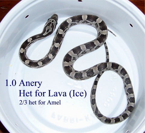 Anery Het for Lava male