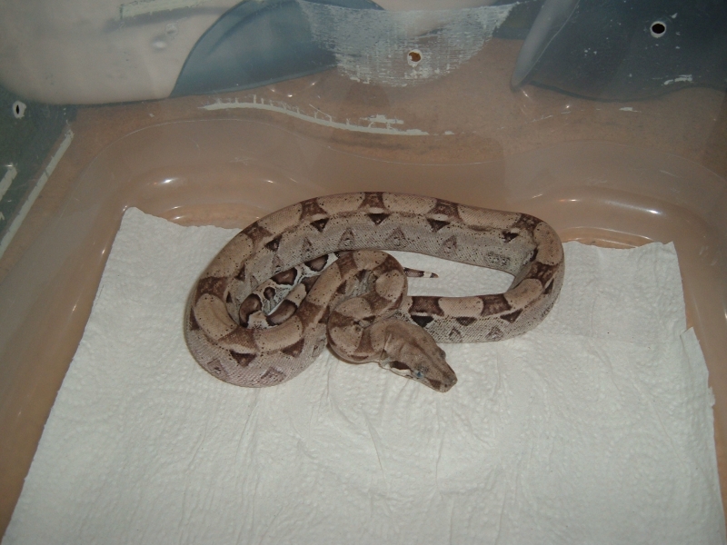 Anery het Snow male (in shed)