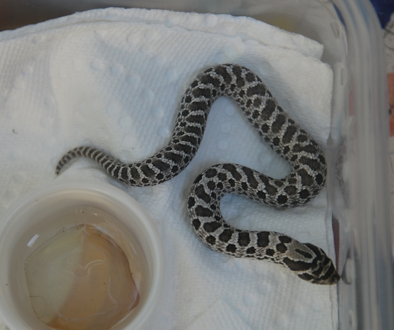 anery hognose