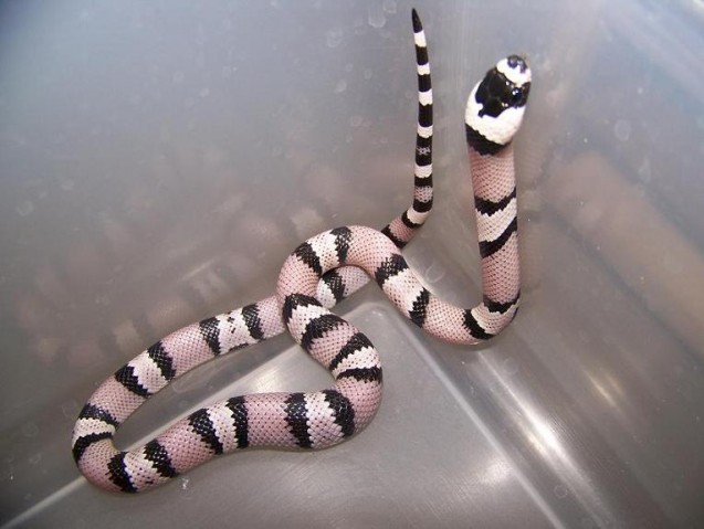 Anery Hondo het ghost  male
