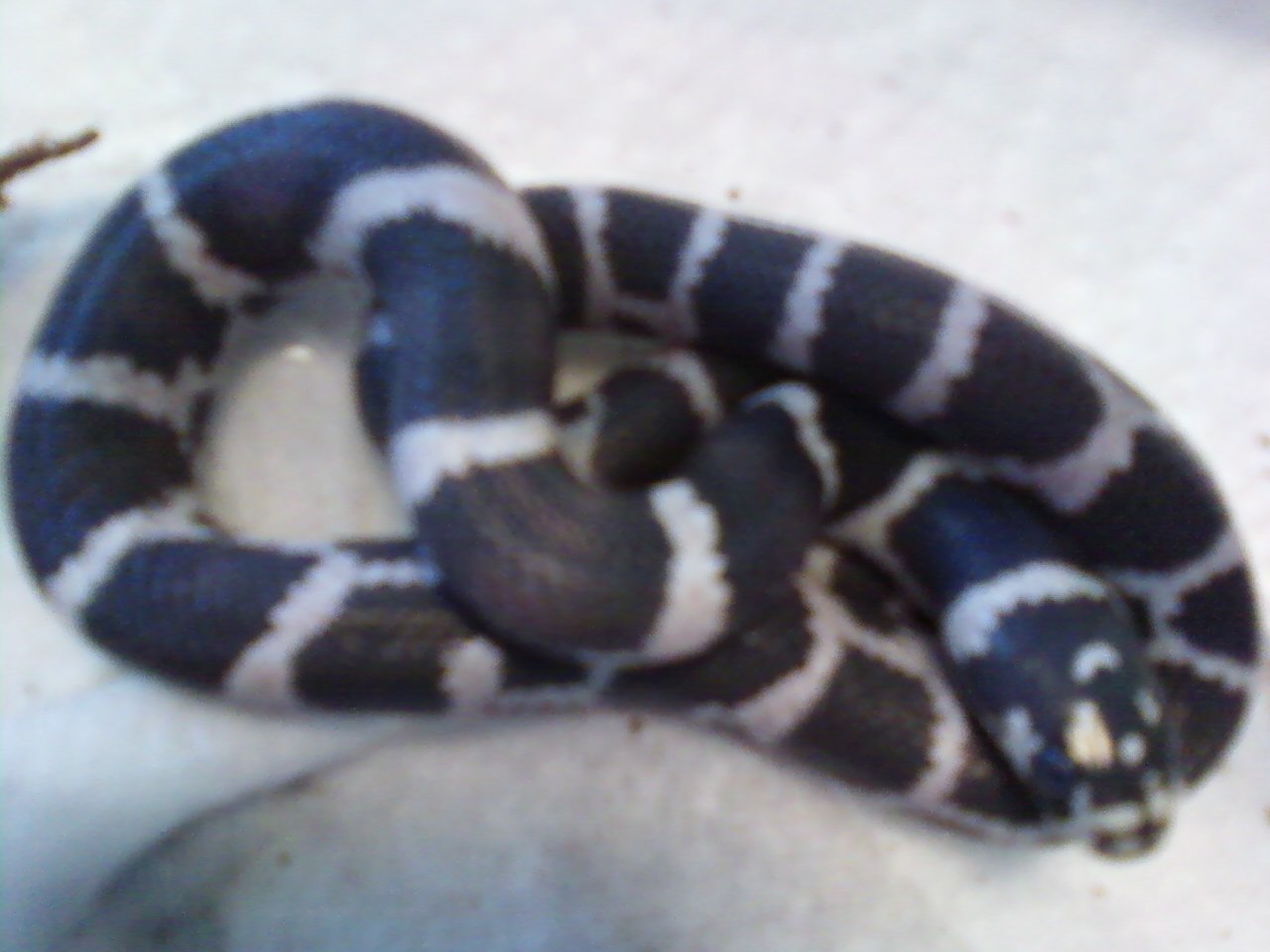 anery J. het.albino