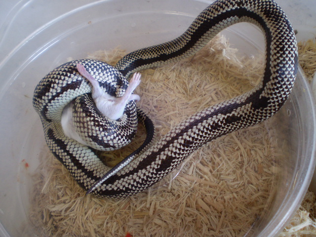 Anery Jurassic x Cali.king