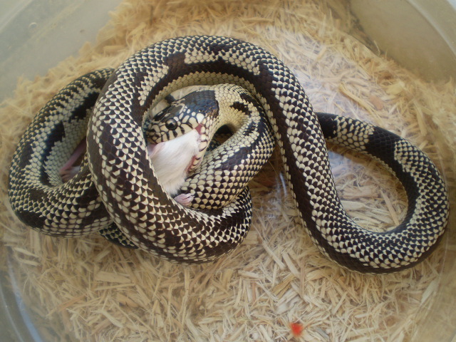 Anery Jurassic x Cali.king