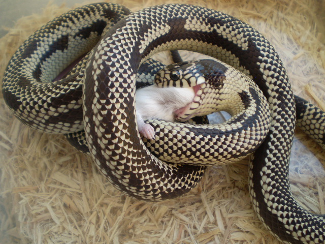 Anery Jurassic x Cali.king