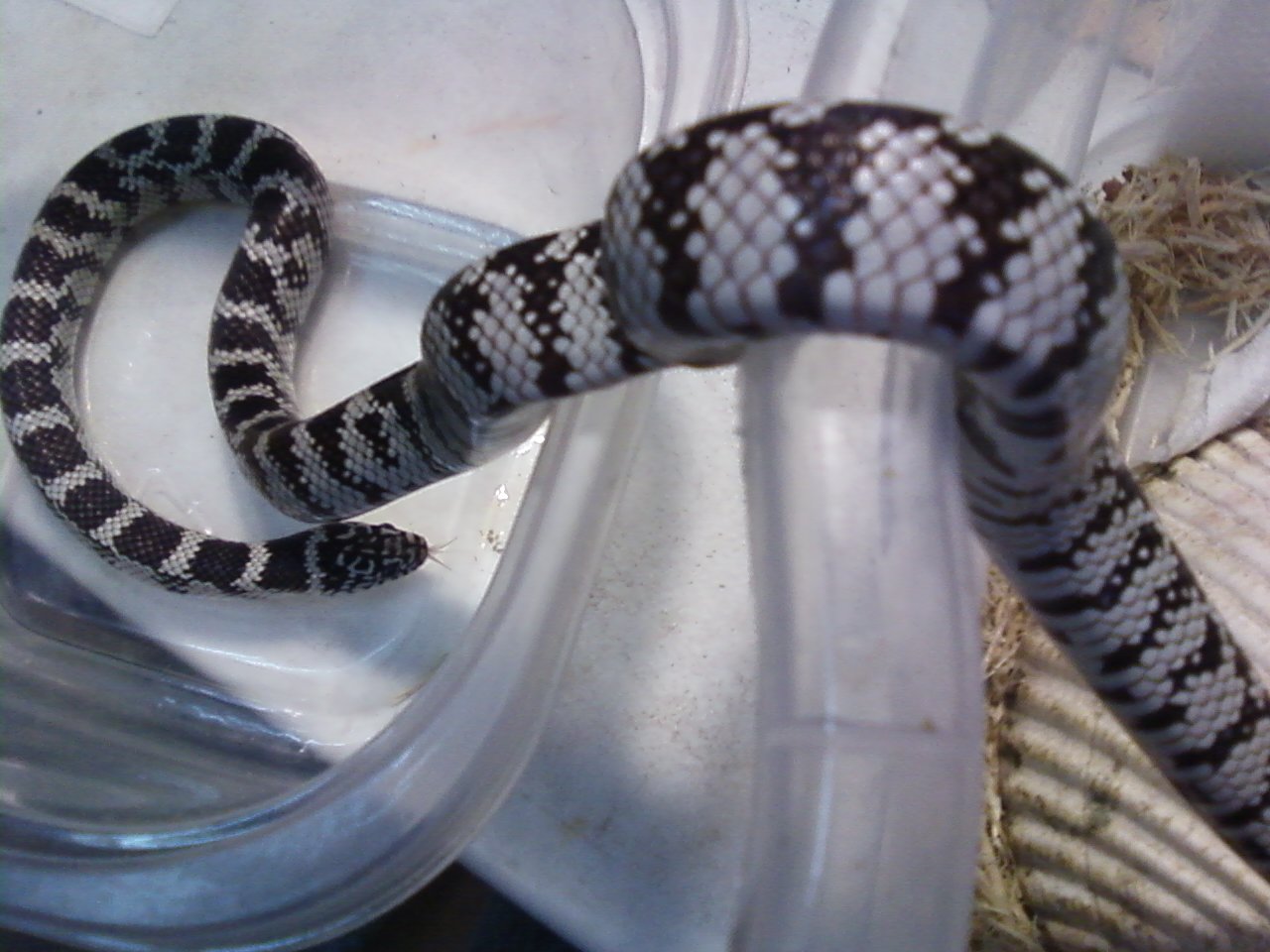 Anery_offspring_of_Fl_X_Cal_breeders1