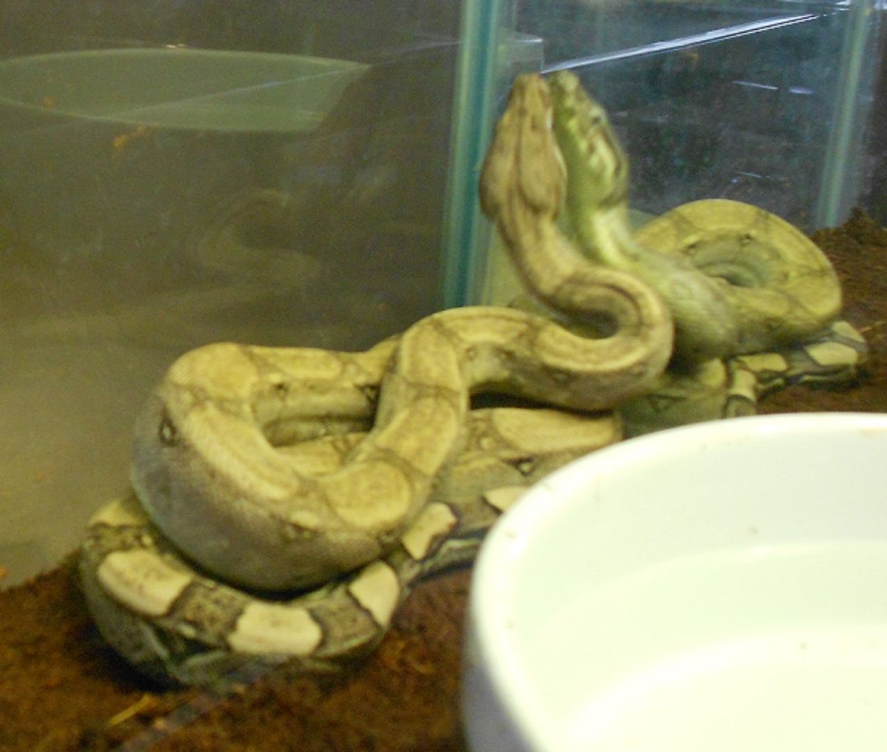 AneryFemale