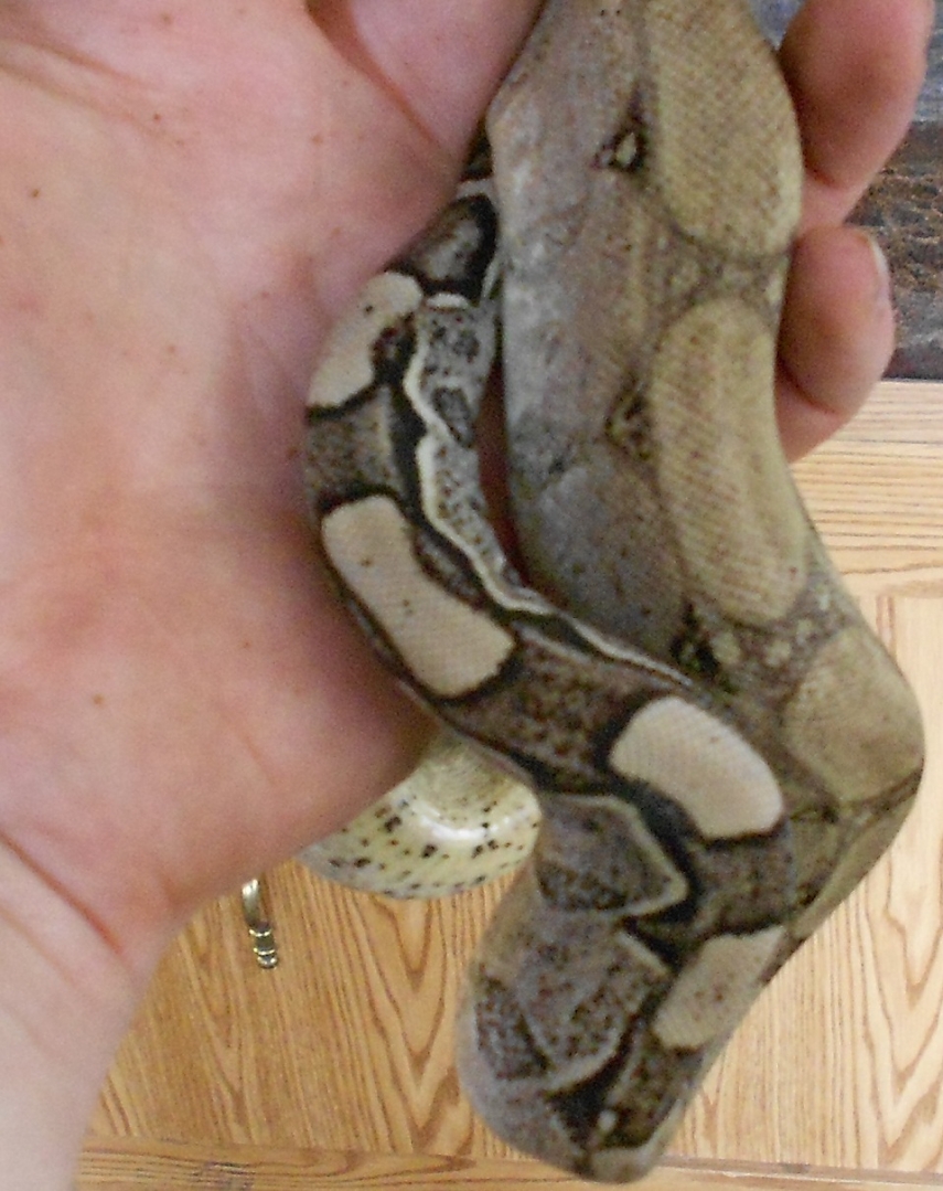 AneryFemale1
