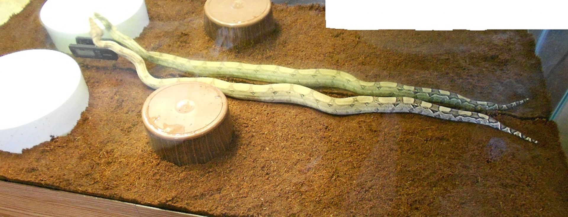 AneryFemale10