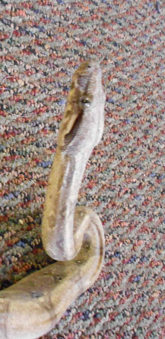 AneryFemale7