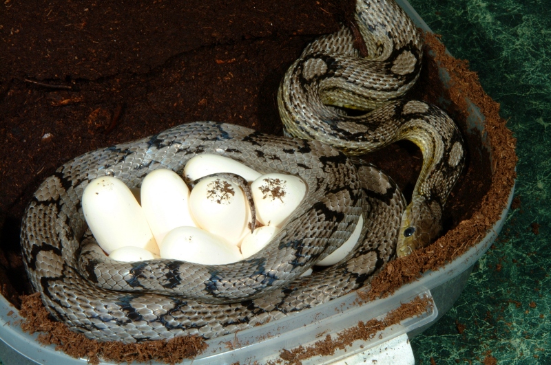 Anerythristic/Caramel Motley Corn laying eggs