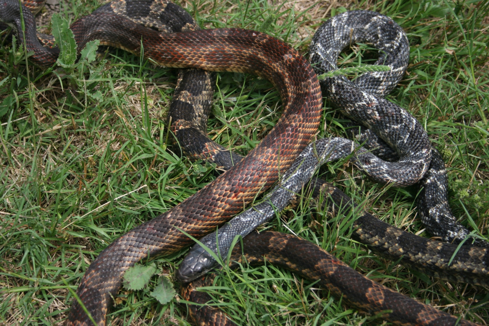 Anerythristic TX ratsnake