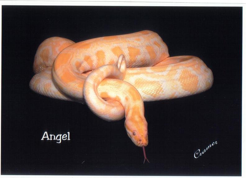 angel1