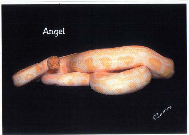 angel1_001