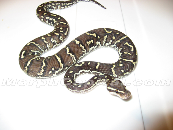 Angolan Python