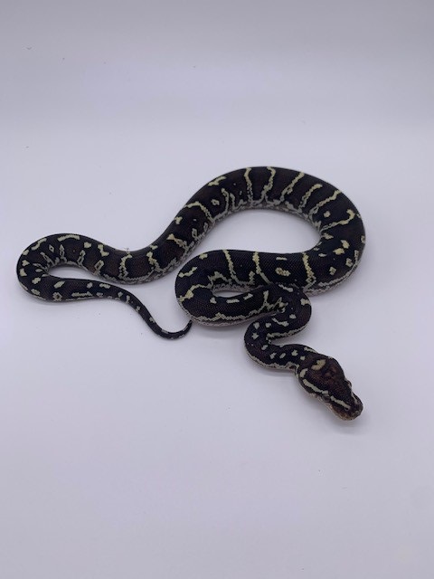 Angolan_5F