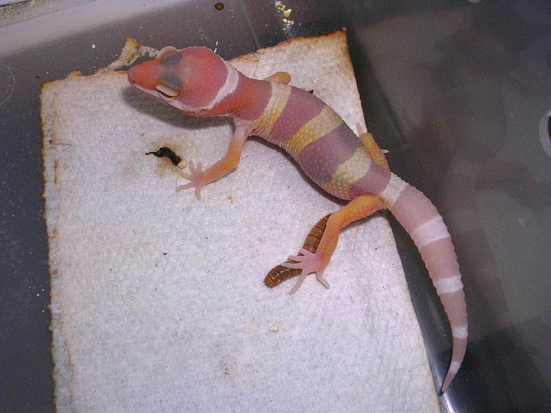 another ch baby