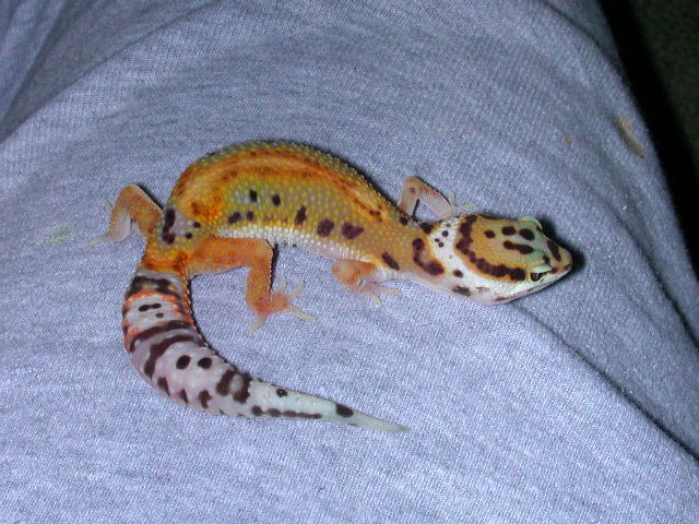 Another Green Project Animal - read below