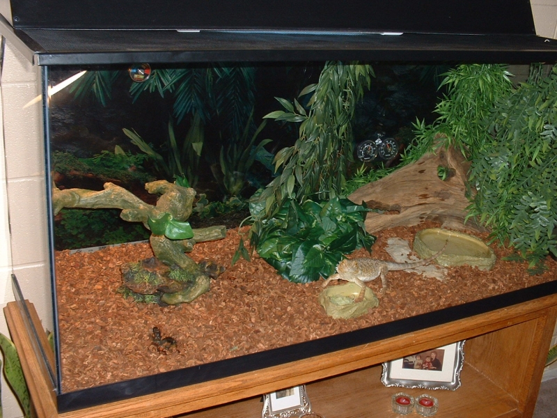 Another shot of Ruperts new 110 gallon habitat.