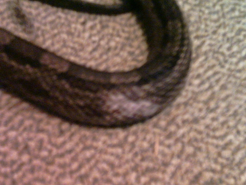 another view of piebald ratsnake