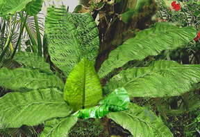 anthurium_salviniae3