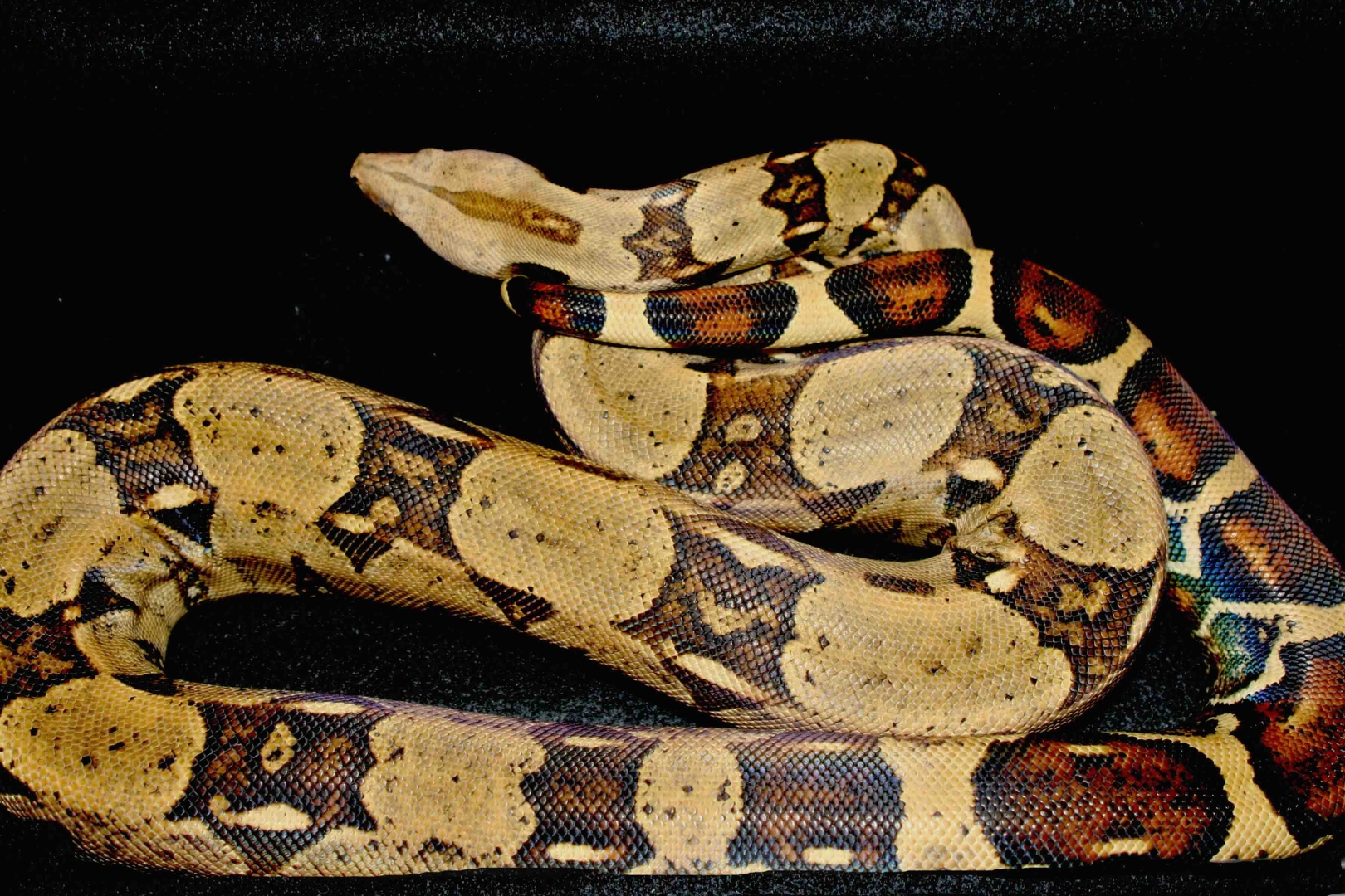 Apaguara-09031