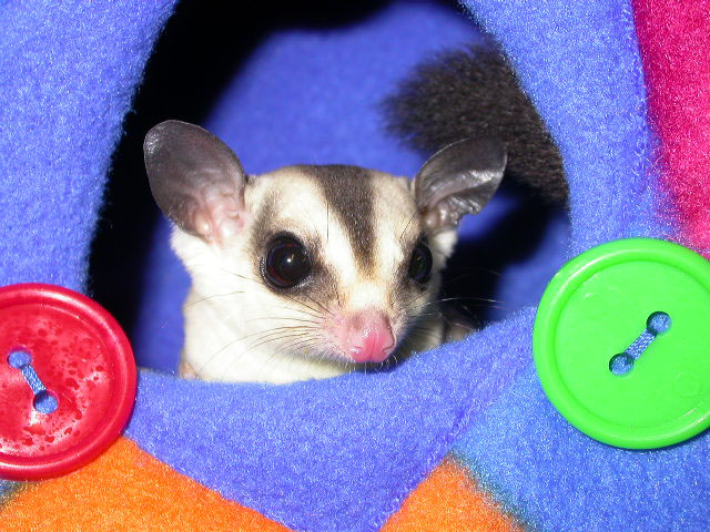 Apollo, my sweet boy