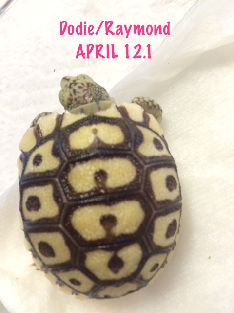 April 12.1 hatchling