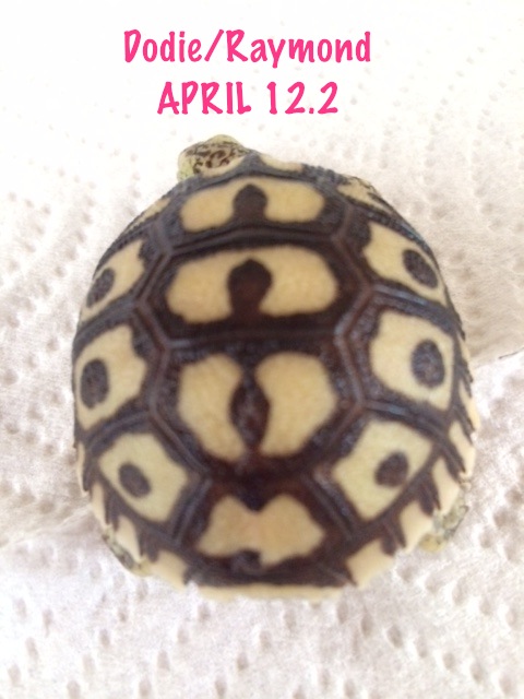 April 12.2 hatchling