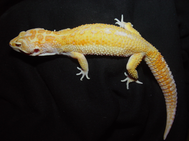 APTOR Male