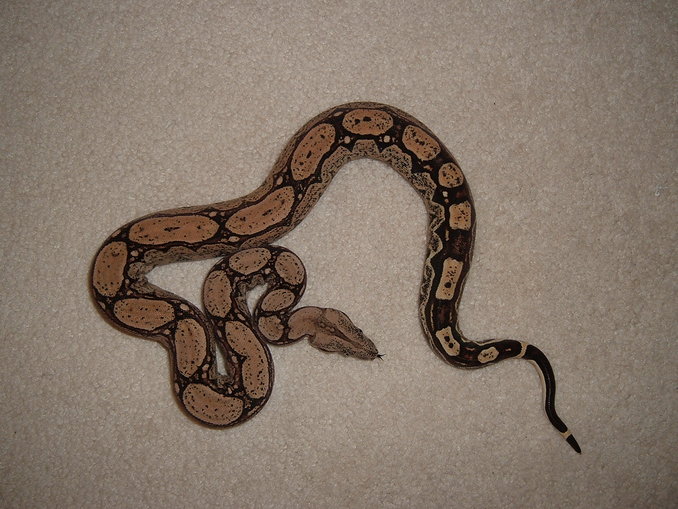 Arabesque female