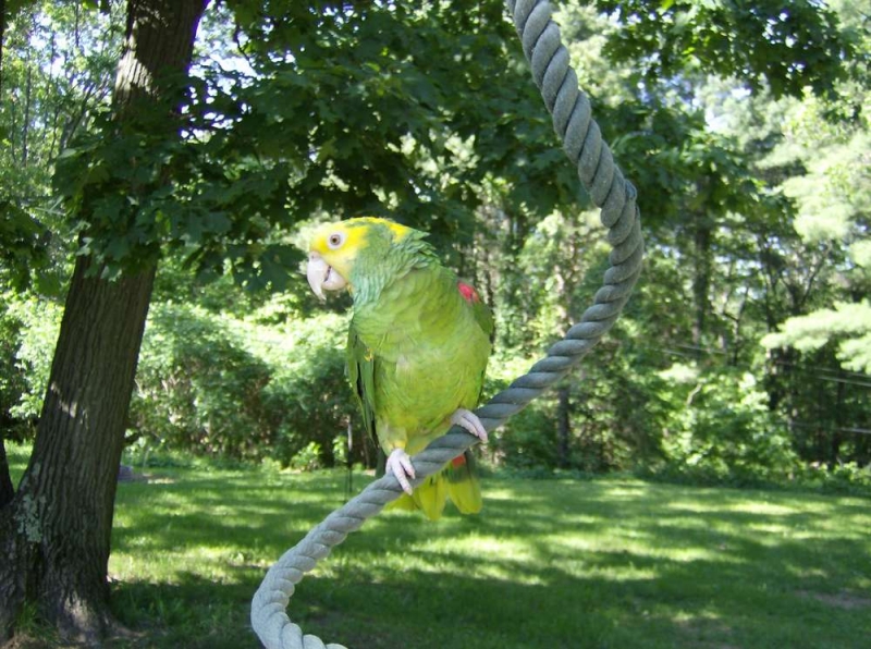 Arwin ~ DYH Amazon