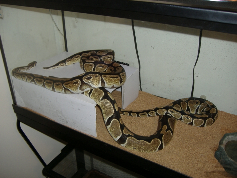 Ash and Cole my 4 foot pythons
