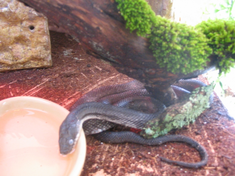 Ash in full shed drinking