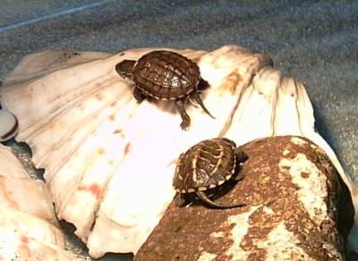 Asian Reeves Turtle